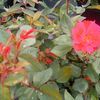 Rosa  'Knock Out'