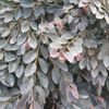 Loropetalum chinense 'ZhuZhou Fuscia'