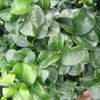 Ligustrum japonicum 'Rotundifolium'