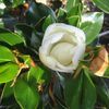Magnolia grandiflora 'Kay Paris'