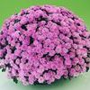 Chrysanthemum  'Jambo'