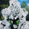 Phlox paniculata 'David'