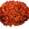 Chrysanthemum  'Padre Orange'