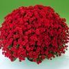 Chrysanthemum  'Urano Red/Bronze'