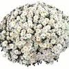 Chrysanthemum  'Padre White'