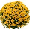Chrysanthemum  'Cesaro'