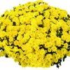 Chrysanthemum  'Padre yellow'