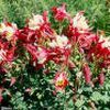 Aquilegia X 'Red Hobbit'