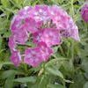 Phlox paniculata 'Laura'