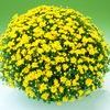 Chrysanthemum  'Urano Yellow'