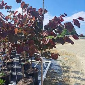 Cercis canadensis 'Forest Pansy'
