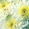 Chrysanthemum  'Marilyn'