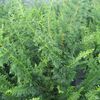Chamaecyparis obtusa Filicoides 'obtusa Filicoides'