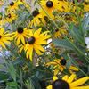 Rudbeckia fulgida  'Goldsturm Rudbeckia fulgida'