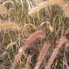 Pennisetum setaceum Rubrum ''Rubrum''