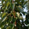 Pyrus calleryana 'calleryanaCleveland Select'