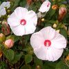 Hibiscus moscheutos 'Disco Belle White'