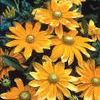 Rudbeckia hirta 'Prairie Sun'