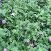 Lantana  'Trailing Lavender Lantana'