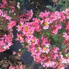 Lagerstroemia indica 'Patriot'