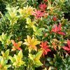 Pieris japonica 'Mountain Fire'