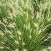 Pennisetum alopecuroides Hameln 'Hamelin Dwarf'