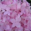Hydrangea macrophylla 'Endless Summer'