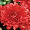 Chrysanthemum  'Tabitha'