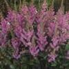 Astilbe arendsii 'Amethyst'