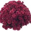Chrysanthemum  'Pobo Lavender'