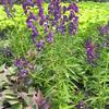 Angelonia  'Serena Purple'
