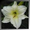 Hemerocallis  'Joan Senior'