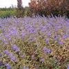 Caryopteris x clandonesnsis 'Longwood Blue'
