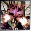 Iris germanica 'Rock Star'