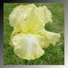 Iris germanica  'Summer Olympics Iris germanica'