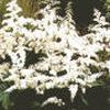 Astilbe arendsii 'Bridal Veil'