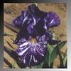 Iris germanica  'Batik Iris germanica'