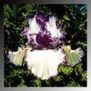 Iris germanica 'Rare Treat'