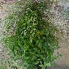 Nandina domestica 'Nandina'