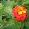 Lantana  'Dallas Red'