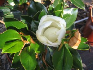 Magnolia grandiflora