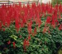 Astilbe arendsii (False Spirea)