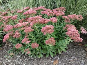 Sedum (Autumn Joy Sedum)