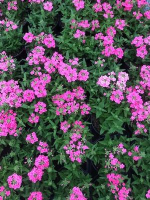 Verbena (Verbena)