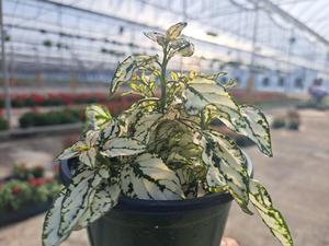 Hypoestes (Splash White Hypoestes)