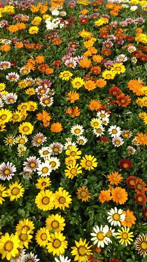 Gazania (Mix Gazania)