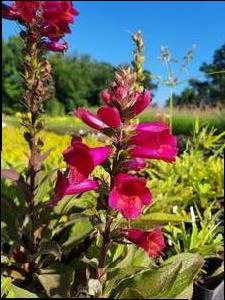 Digitalis (Foxglove)