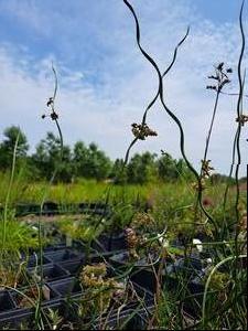 Juncus (Juncus Spiralis)