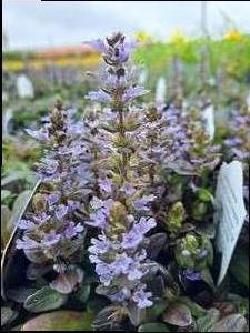 Ajuga (Ajuga)