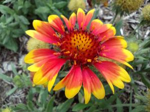 Gaillardia (Gaillardia Arizona Sun)